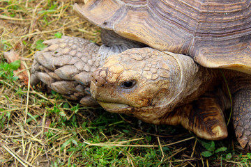 Cropped shot of a giant turtle outdoors. Animals, wildlife, nature background.
