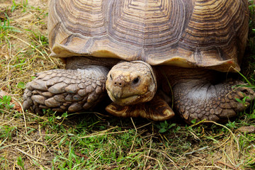 Cropped shot of a giant turtle outdoors. Animals, wildlife, nature background.