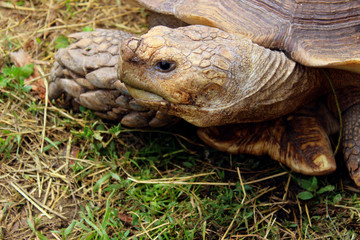 Cropped shot of a giant turtle outdoors. Animals, wildlife, nature background.