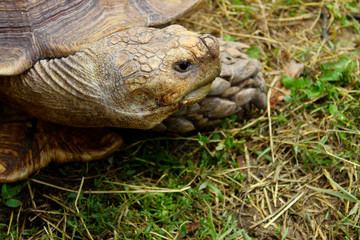 Cropped shot of a giant turtle outdoors. Animals, wildlife, nature background.
