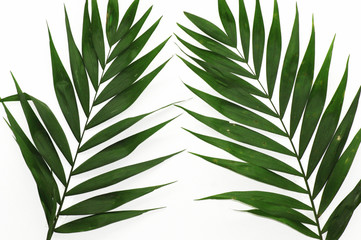 Blätter einer Palme als Bildhintergrund auf weißem Hintergrund