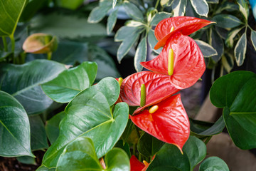 Beautiful red anthurium flowers outdoors houseplant leaves - obrazy, fototapety, plakaty