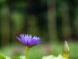 Beautiful water lilly blooming on blurred background pond