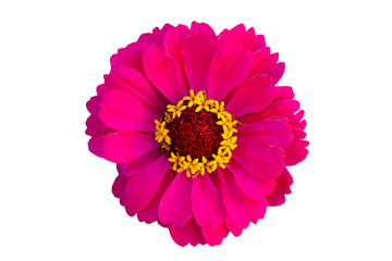 Red flower on a white background. Pink zinnia