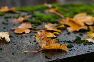 Laub Ahorn Herbst Moos Steinplatte Oberfläche Nahaufnahme Makro Grab Friedhof herbst Pilz Fenster...