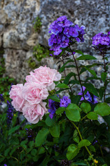 Obraz premium Pink and blue flowers background