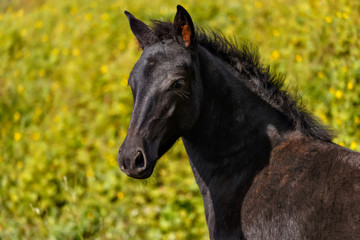 Black young wild horse looking at sunny day