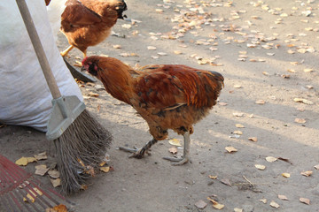 Two red chickens are near a bag