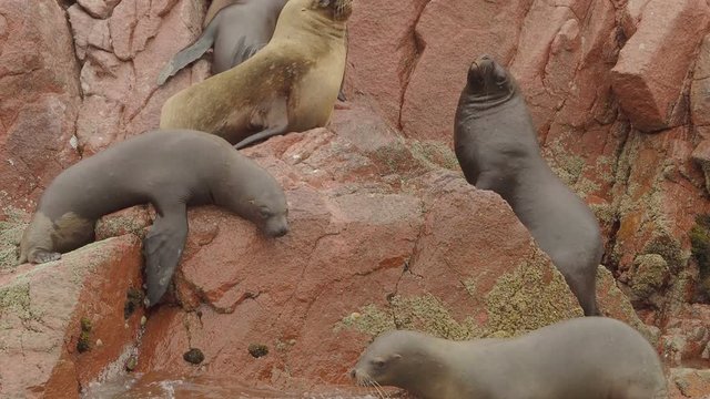 Seals Resting on Rocks, Ballestas Islands, Paracas National Reserve, Peru