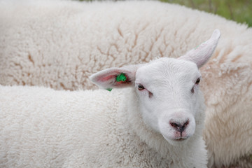 Schafe am Trollstigen, Norwegen
