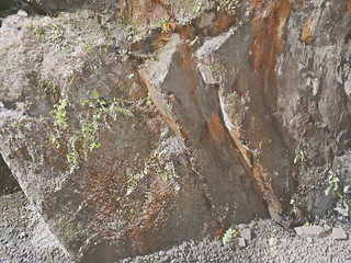 Plants on a rock - Bekkelaget 