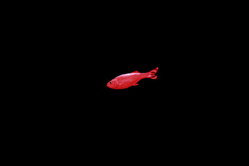 red fish on a black background in the middle isolated.