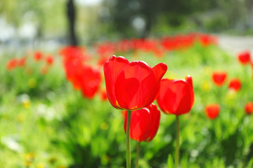 Naklejka premium Blossoming tulips outdoors on sunny spring day