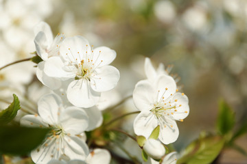 Obraz na płótnie Canvas Blossoming cherry tree, closeup
