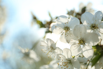 Fototapeta premium Blossoming cherry tree, closeup