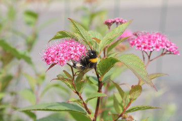 Hummel sucht Nektar