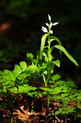 Weißes Waldvöglein