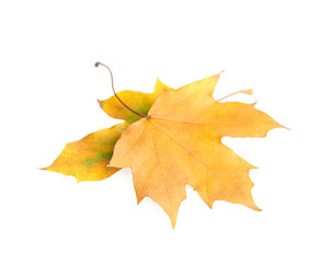 Beautiful leaves isolated on white. Autumn season