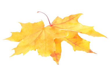 Beautiful leaves isolated on white. Autumn season