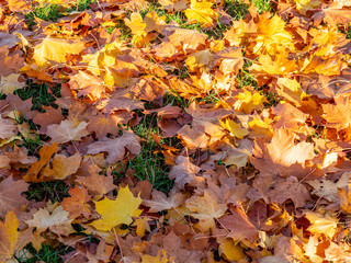 Bunte Blätter im Herbst auf dem Waldboden