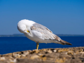 Seagull grooming its plumage on a quay wall by the sea before a blue sky backgrounds