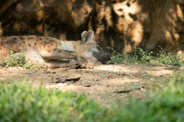 hyena