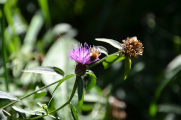 Fleurs