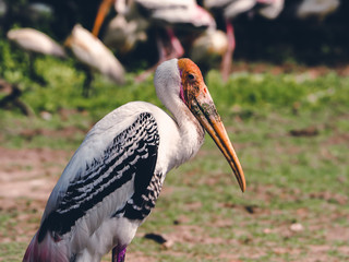 stork stand turn sideways and looking