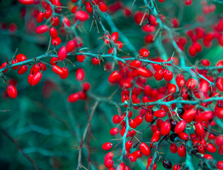 Obraz premium Bright barberry branches with red berries on a blurred background