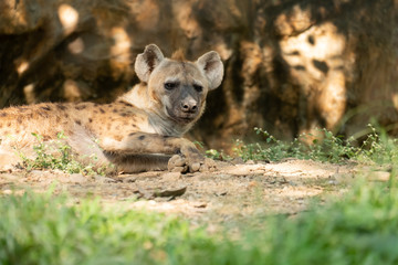 hyena