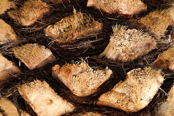 Palm trunk background. Wood texture.