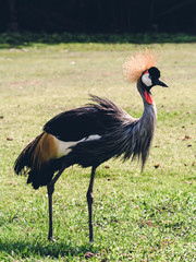 crane walking in the zoo