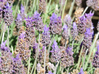 Lavender flowers closeup with blurred background in sunny day.