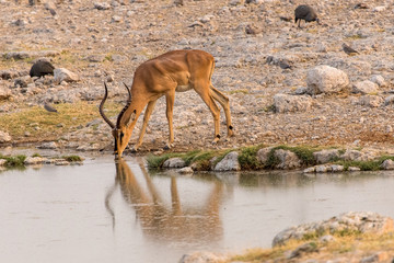 Obraz na płótnie Canvas An injured impala male drinks from a water hole, Etosha, Namibia