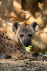 hyena