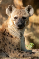Obraz premium hyena