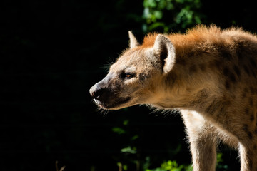Naklejka premium hyena