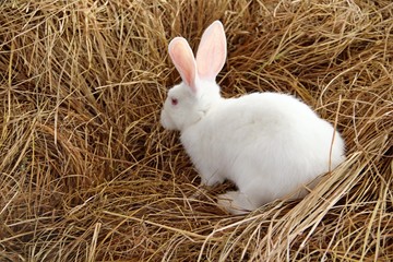 rabbit in nest