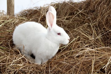 rabbit in the farm