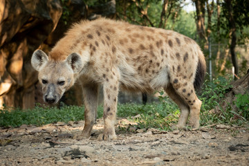 hyena