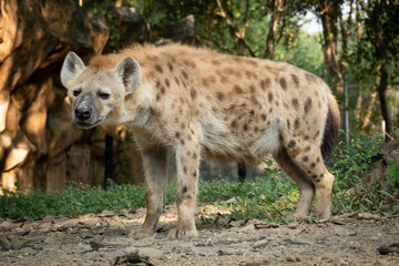 hyena