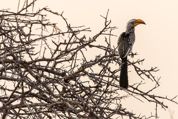Yellow-billed hornbill sitting on a branch in the Etosha National Park, Namibia.