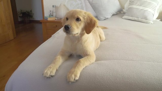 Female golden retriever puppy lying on bed inside bedroom shaking her tail and looking left, slow motion