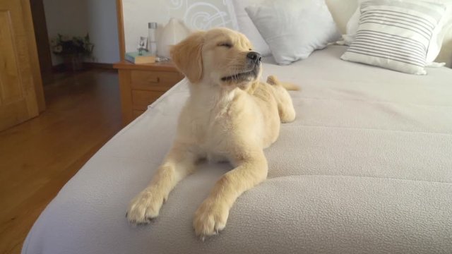 Female golden retriever puppy lying on bed inside bedroom shaking her tail and looking left and right
