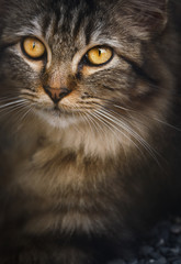 Naklejka na ściany i meble Portrait of tabby cat.Pets and lifestyle concept background.
