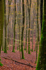 Winding trees with moss and yellow leaves, brown leaves on the ground