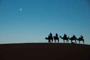 Fototapeta na wymiar camel tour in the desert 