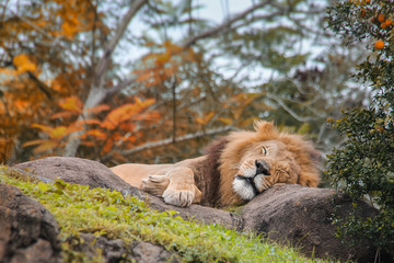 Lion sleeping on the rock in a jungle