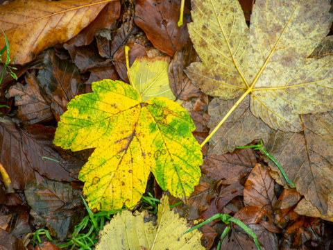 picture with colorful autumn leaf texture