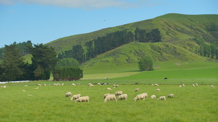 Fototapeta na wymiar The sheeps in the meadow in a farmland in the vicinity of Christchurch New Zealand